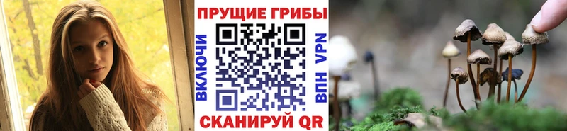 купить   Новоалександровск  Псилоцибиновые грибы мухоморы 